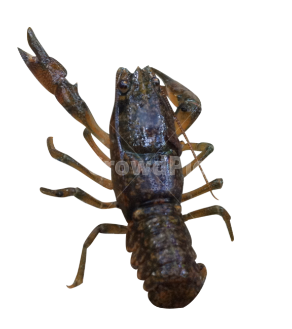 가재,민물가재,개울가,민물,갑각류,내천,수산물,해산물,fishery products,seafood