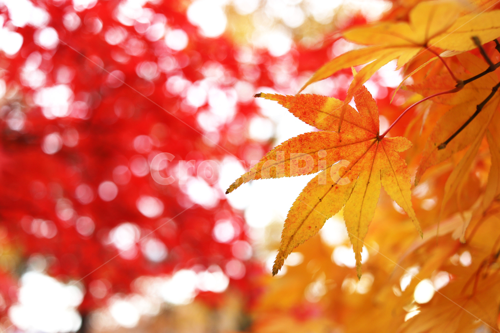 가을,단풍,단풍나무,단풍잎,나뭇잎,단풍잎하나,가을,계절,fall,autumn,season,plant,식물,leaf,잎,tree,나무,maple