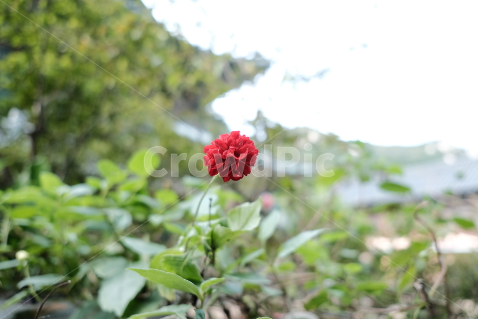 꽃,빨강,한송이,꽃잎,자연,아름다움,flower,식물,자연,plants,nature,꽃,flower