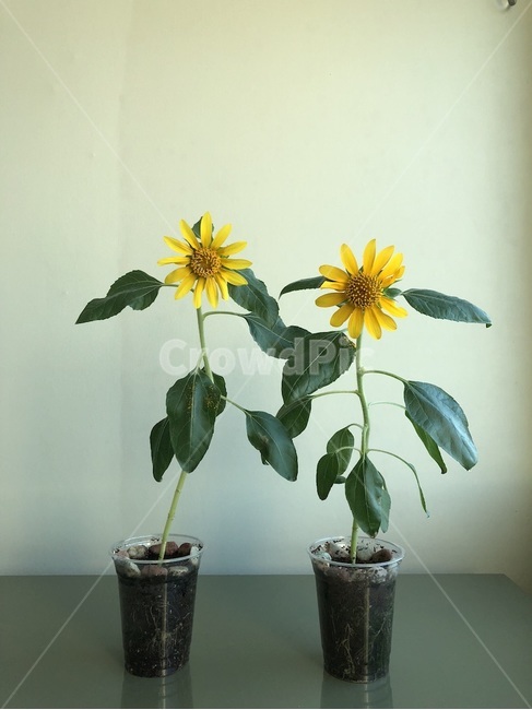해바라기,화분,인테리어화분,해바라기화분,커피컵