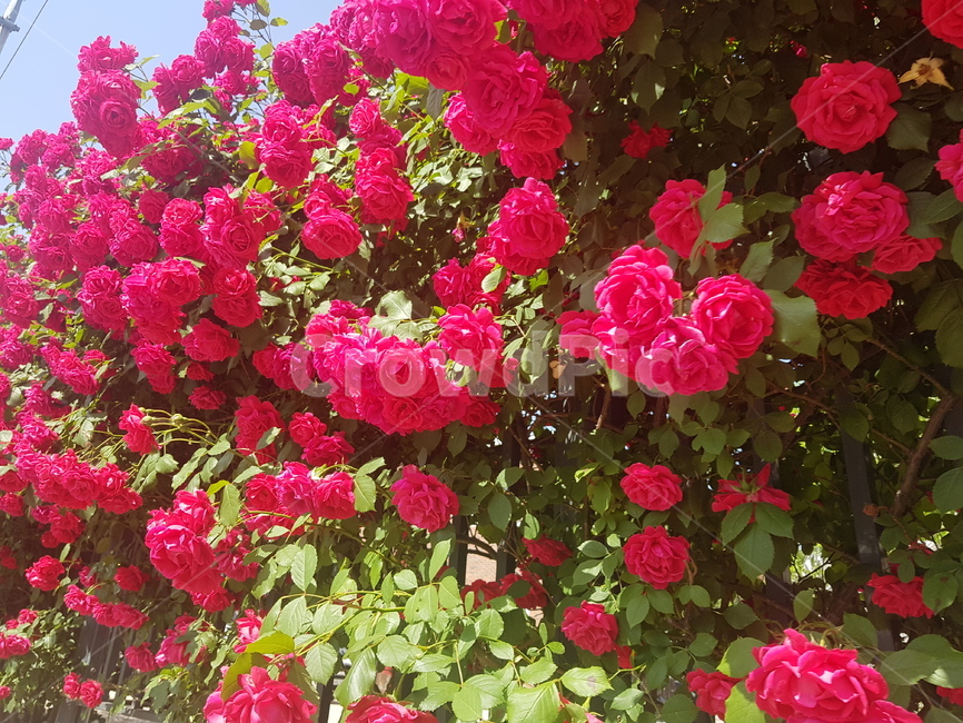 장미,장미꽃,rose,빨간색장미,빨강색장미,담벼락,빨간장미,붉은장미