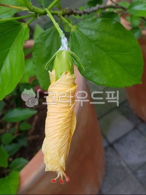 식물,꽃,노랑,봉우리,천사의나팔,나팔꽃,봉우리꽃,화분,초록,노란색,노랑꽃,잎사귀