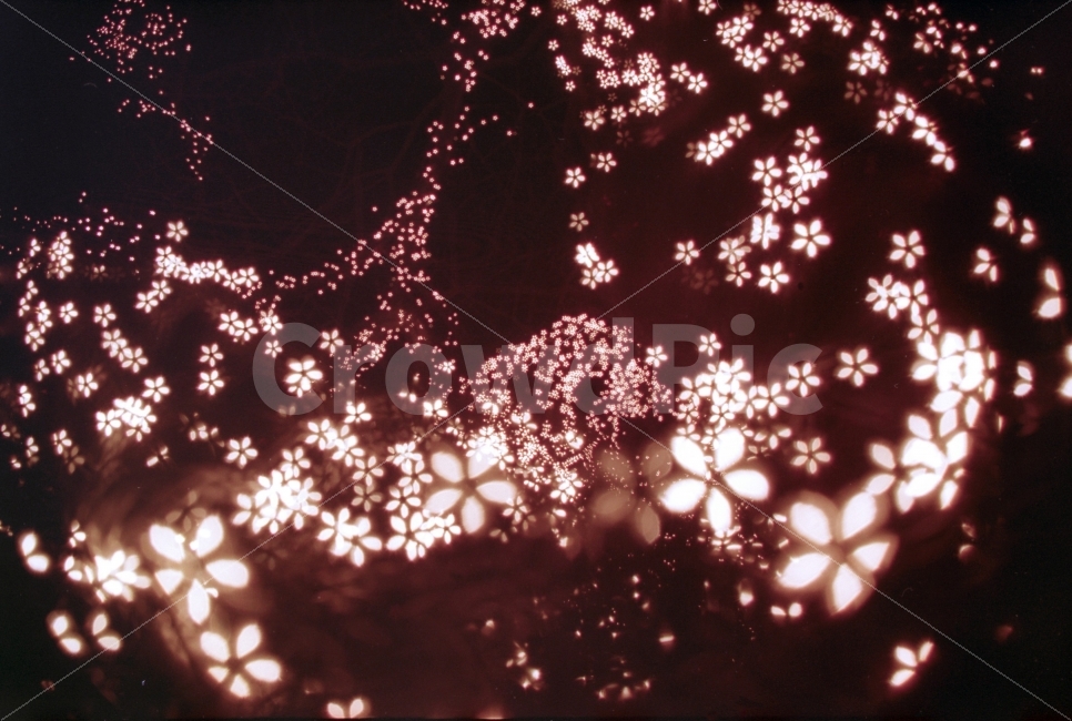 보케,전구,판타지,상상,필름,야경,빛망울,야경,밤,풍경,nightscape,night,landscape,감성,sensible,feeling,nature,자연,outdoors,옥외,light,빛,flare,플레어