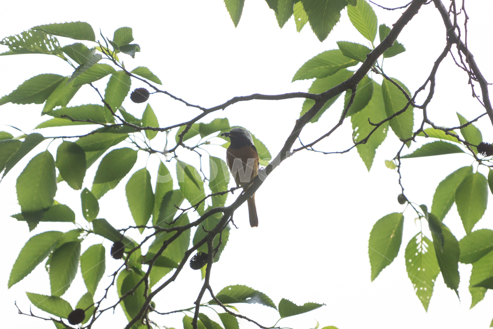 bird,새,탐조,조류,텃새,철새,동물,animal,조류,새,birds