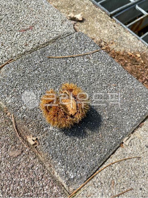 chestnut shell,thorn,road,skin,road name,chestnut bur,autumn