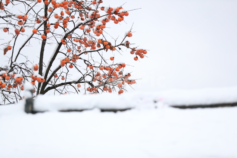 눈과감,겨울,하얀눈,감,겨울집,겨울,계절,winter,season