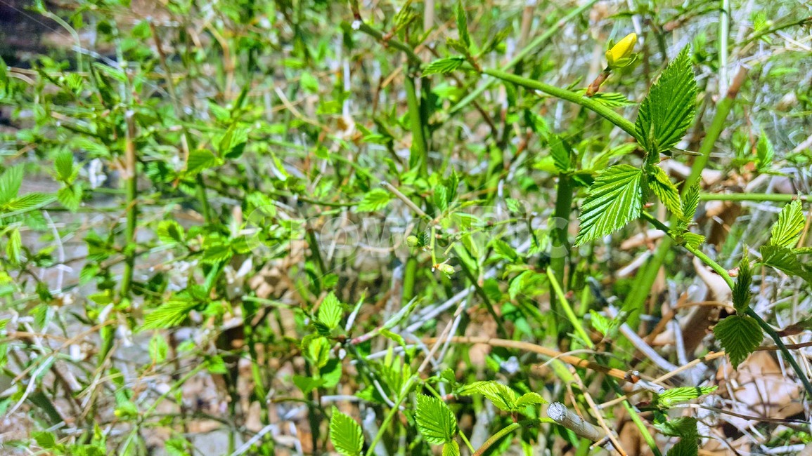 풀,새싹,봄,싱그러운,초록,잎,식물,자연,plants,nature