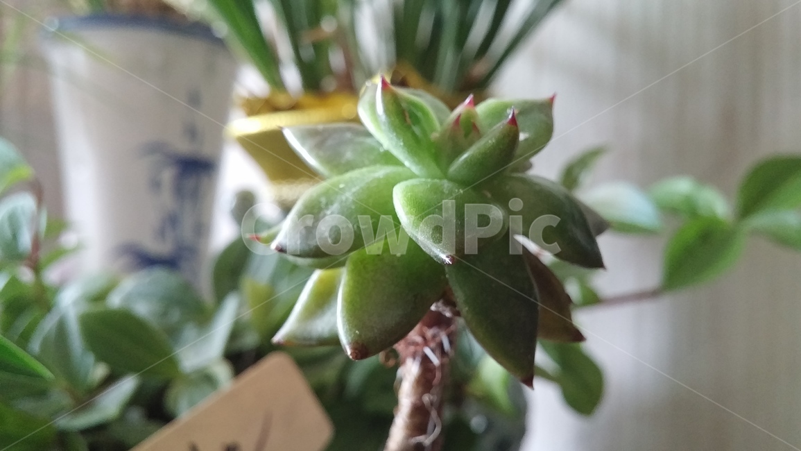 꽃,다육이,난,화분,식물,식물,자연,plants,nature