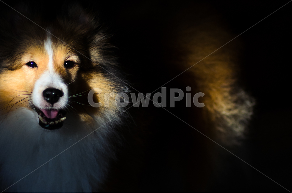 셔틀랜드쉽독,애완,애견,양치기,강아지,개,dog,동물,animal,포유류,mammal,개,강아지,dog,doggy
