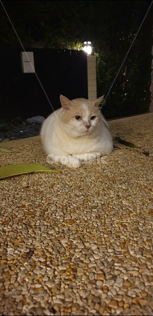 고양이,동물,멍,귀엽다,길냥이