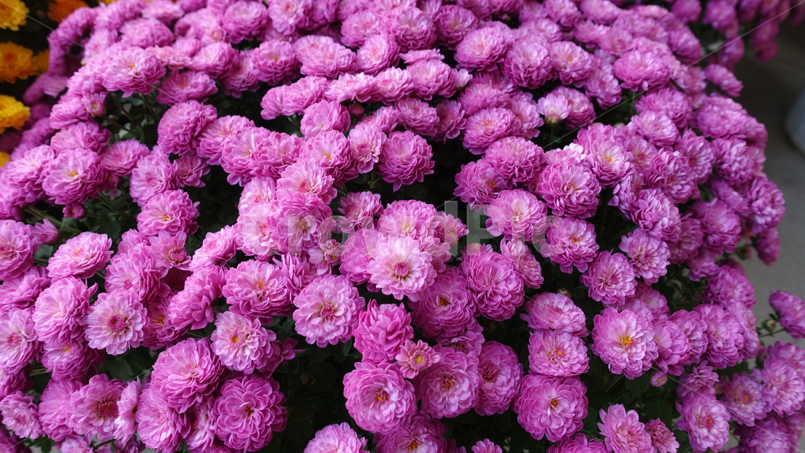 식물,plant,꽃,flower,blossom,꽃송이,국화,pink,purple,진분홍,분홍