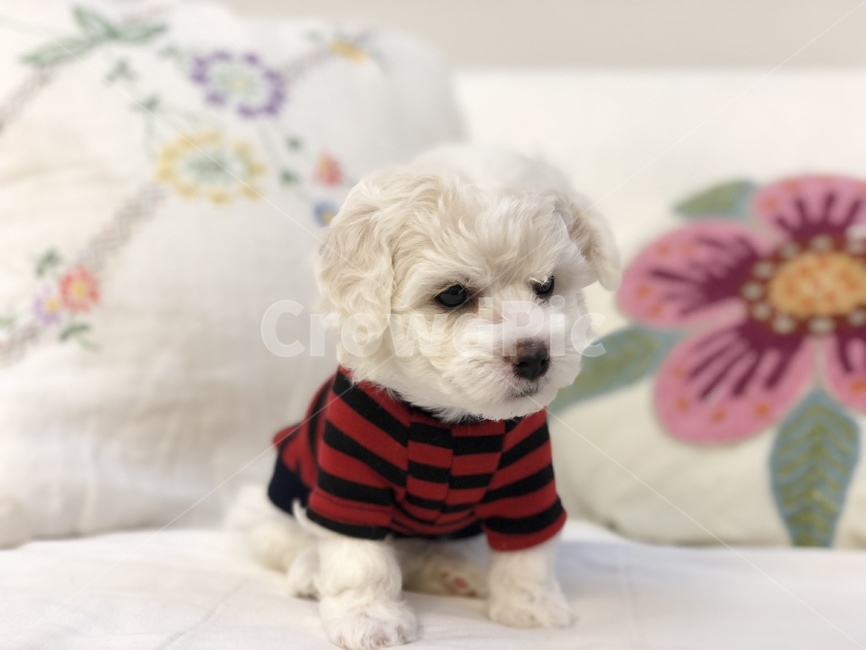 강아지,개,dog,비숑,puppy,동물,animal,포유류,mammal,개,강아지,dog,doggy