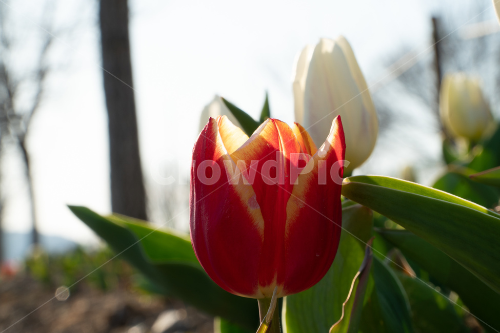 튤립,tulip,낙동강튤립,nakdongrivertulip,예쁜튤립,prettytulips