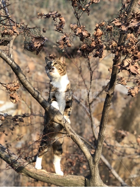 고양이,동물,자연속고양이,자유로운고양이,귀여운,catanimal,cute,freecat,동물,animal,포유류,mammal,고양이,cat,kitten,kitty