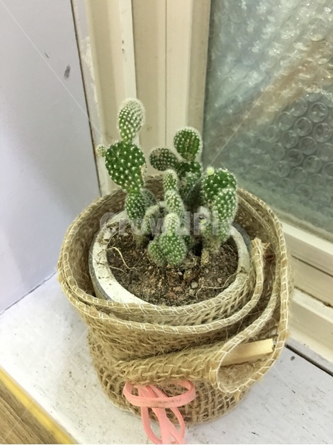 선인장,식물,녹색,가시,키우기,실내용화초,화분,화초,house plant
