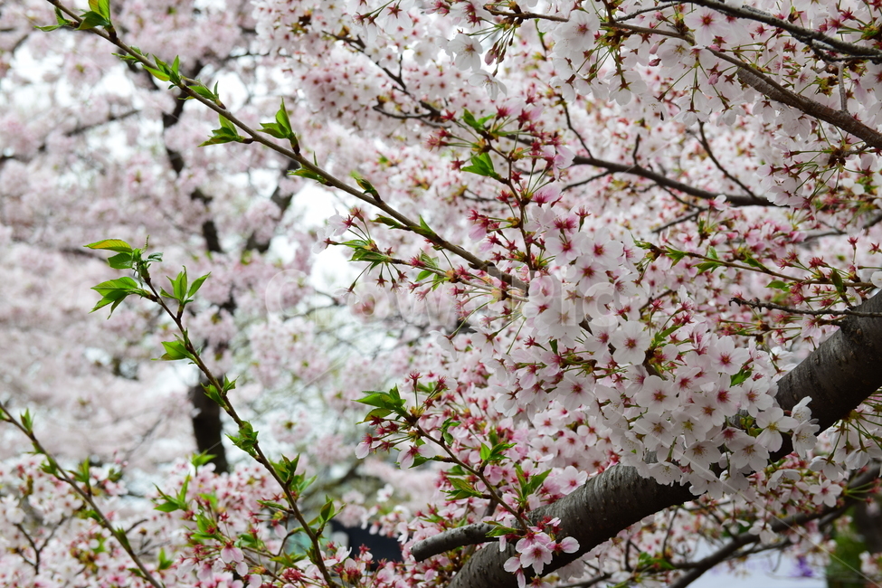 벚꽃,봄꽃,봄,꽃,벚꽃축제,사쿠라,자연,계절,spring,flower,힌꽃,벚꽃나무,벚꽃놀이,핑크,힌색,식물,자연,plants,nature,꽃,flower