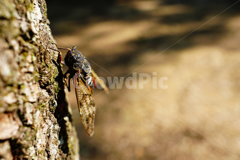 매미,곤충,벌레,자연,insect,cicada,nature,나무,tree,여름,8월,식물,숲,숲속,수목원,closeup,접사,summer,august,plants,동물,animal,곤충,벌레,insect,bug