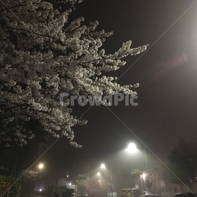벚꽃,봄날,봄,안개,감성,새벽,야경,밤,풍경,nightscape,night,landscape,식물,자연,plants,nature,꽃,flower,나무,trees,wood,light,빛,flare,플레어