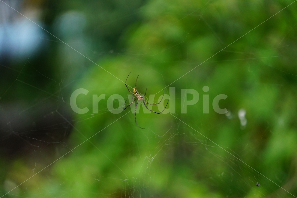 거미,거미줄,곤충,벌레,동물,식물,자연,줄기,여름,nature,animal,spider,summer,나무,tree,계절,season,감성,접사,macro,풍경,landscape,동물,animal,곤충,벌레,insect,bug