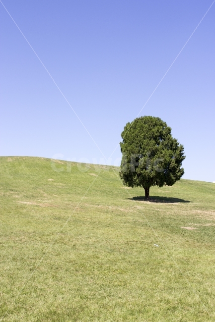 Olympic Park,sky,a tree,Horizontal composition,tree,grass,background,quiet