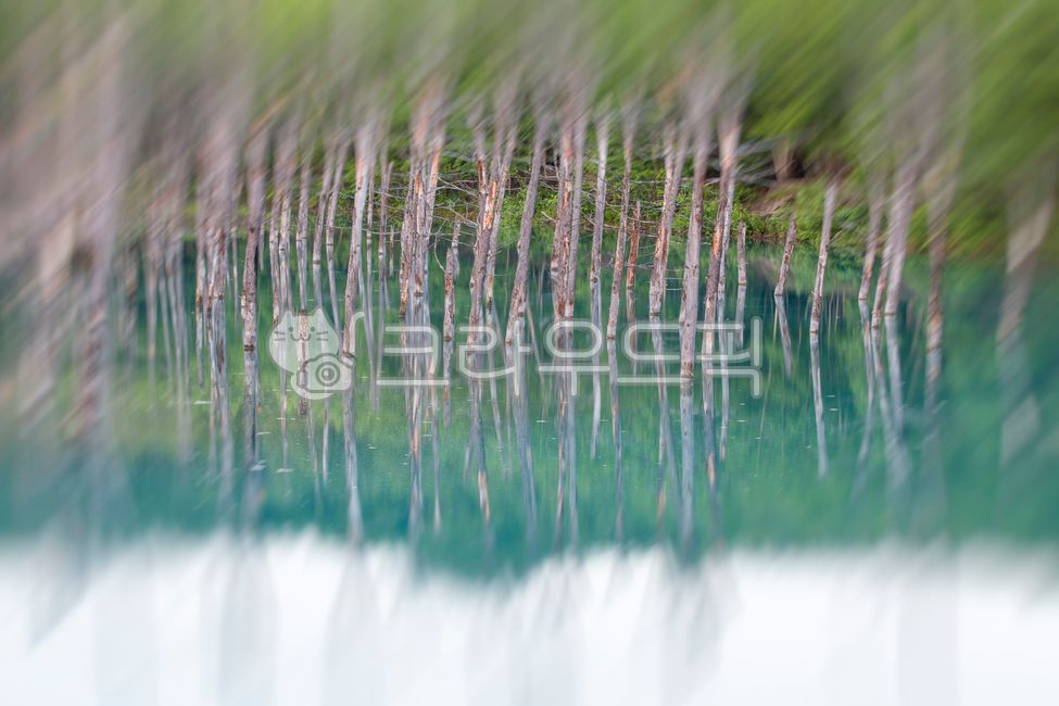 북해도,홋가이도,연못,푸른연못,아오이이케,공원,파란,고사목,반영,신비로운,자연,옥외,숲,숲속,정원,호수