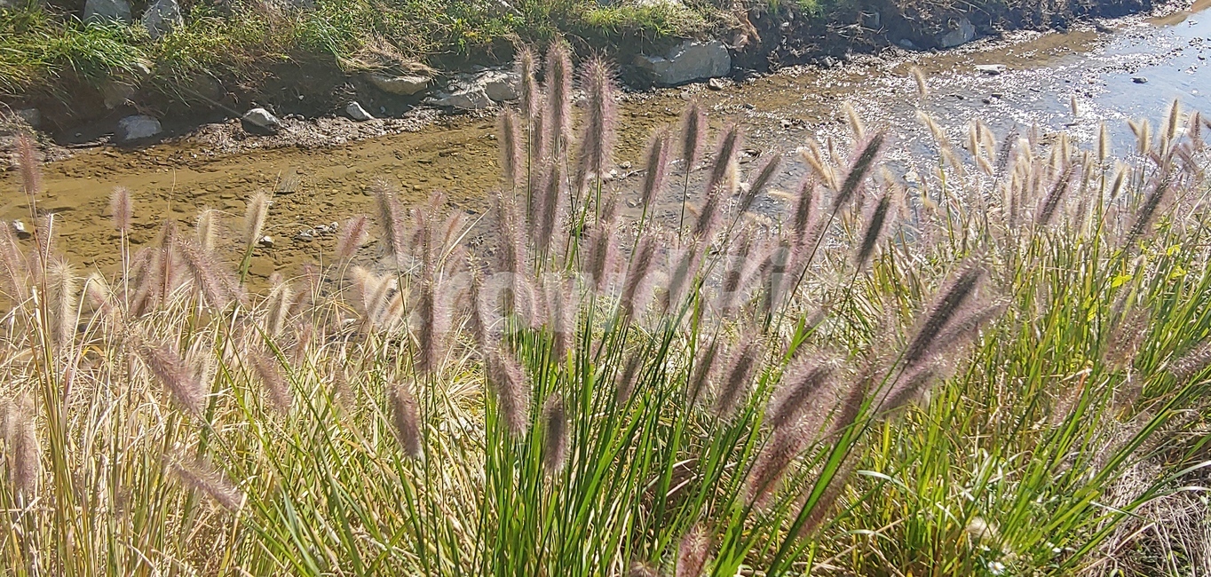 개천,물,자연,가을,계절,돌,식물,자연,plants,nature