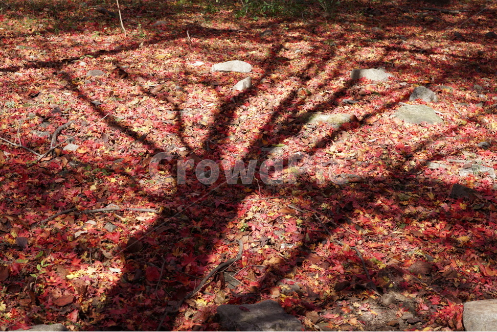 국내여행,내장산,단풍,풍경,햇살,가을,계절,fall,autumn,season,자연,풍경,nature,landscape,식물,plants,나무,trees,wood,plant,leaf,잎