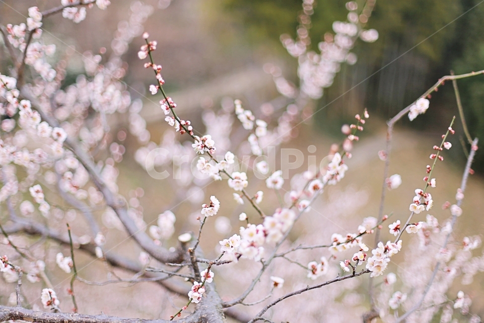 하동,hadong,매화,매화축제,매화꽃,꽃,flower,봄,계절,spring,season,식물,자연,plants,nature,꽃,flower,plant,blossom