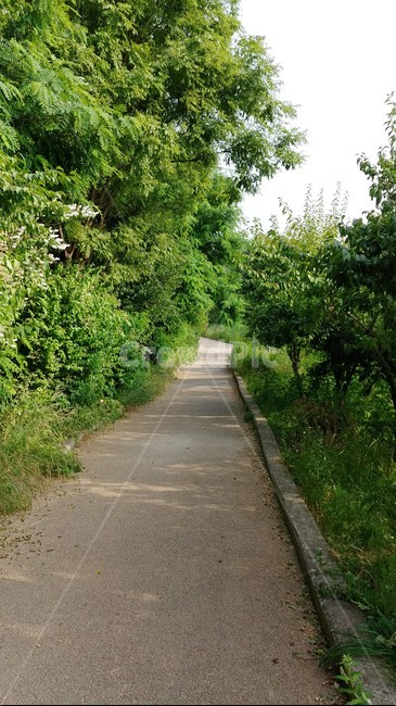 산책길,오솔길,산책로,길,나무,자연,풍경,nature,landscape,path,통로,arbour,정자,outdoors,옥외,garden,정원