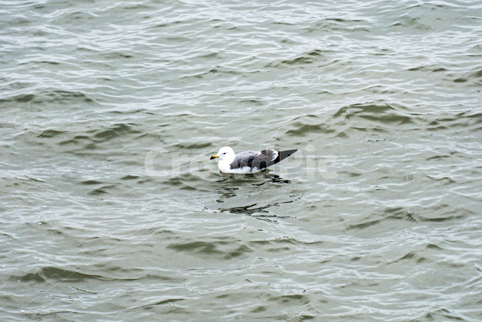 갈매기,새,bird,seagull,sea,바다,새떼,seagulls,animal,동물,flying,동물,animal,조류,새,birds