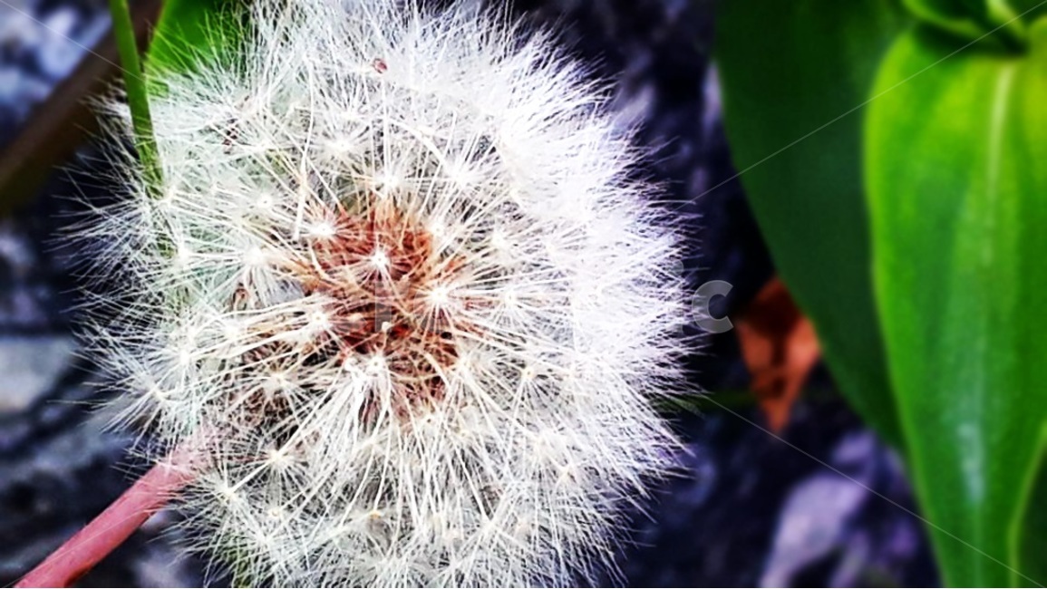 씨앗,민들레홀씨,민들레,자연,소원,식물,자연,plants,nature