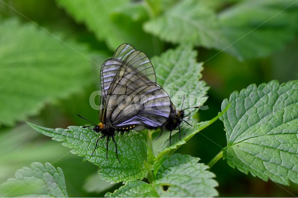 모시나비,곤충,나비,butterfly,insect,자연,생태,동물,animal,곤충,벌레,insect,bug
