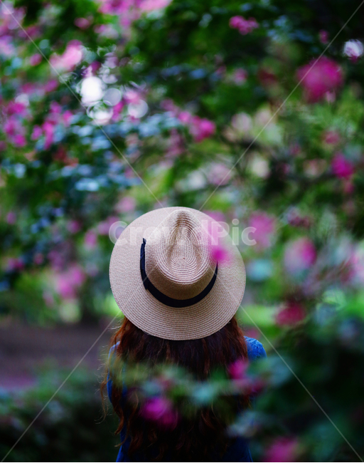 여름,배롱나무,백일홍,뒤태,담양,명옥헌,식물,자연,plants,nature,꽃,flower,사람,인물,인간,human,person,여성,여자,woman,female,lady