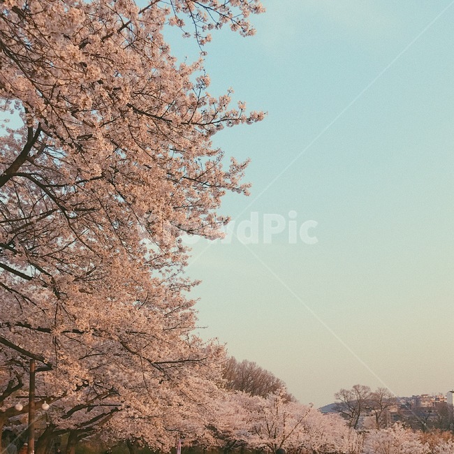 벚꽃나무,봄풍경,하늘,벚꽃,봄,봄,계절,spring,season,plant,식물,flower,꽃,cherry blossom,blossom