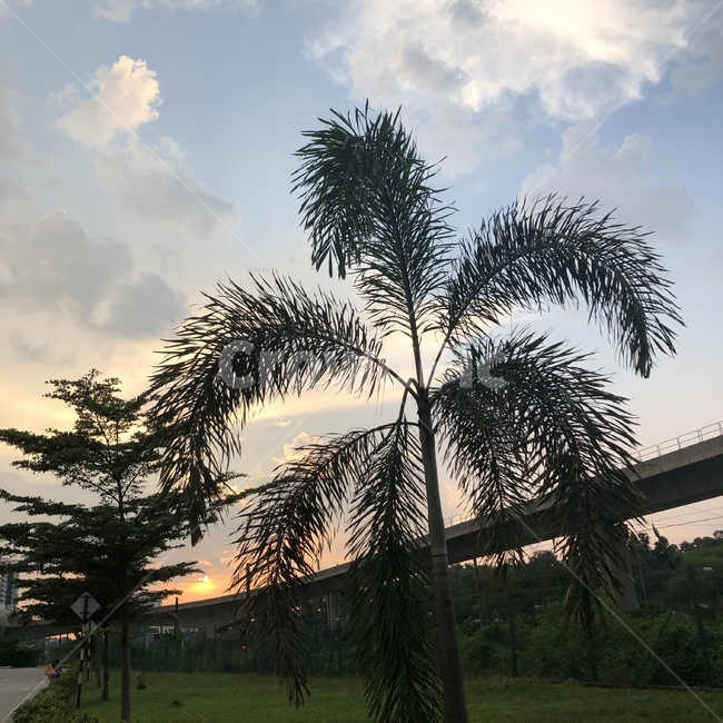 나무,노을,저녁,하늘,여름,색감,자연,풍경,nature,landscape,tree,plant,식물,outdoors,옥외