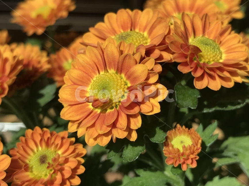 국화,노란,화분,활짝,일상,식물,자연,plants,nature,꽃,flower