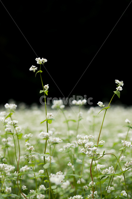 메밀,메밀꽃,메밀밭,봉평메밀,메밀꽃축제,식물,꽃,식물,자연,plants,nature,꽃,flower