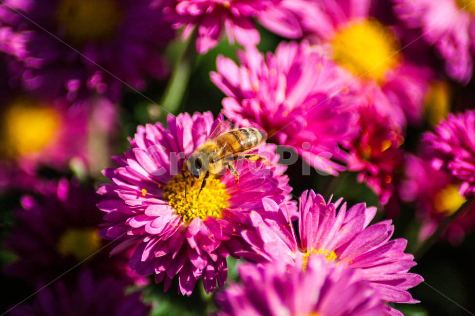 벌,꿀벌,곤충,noneybee,국화,flower,bee,꽃,식물,자연,plants,nature,꽃,flower