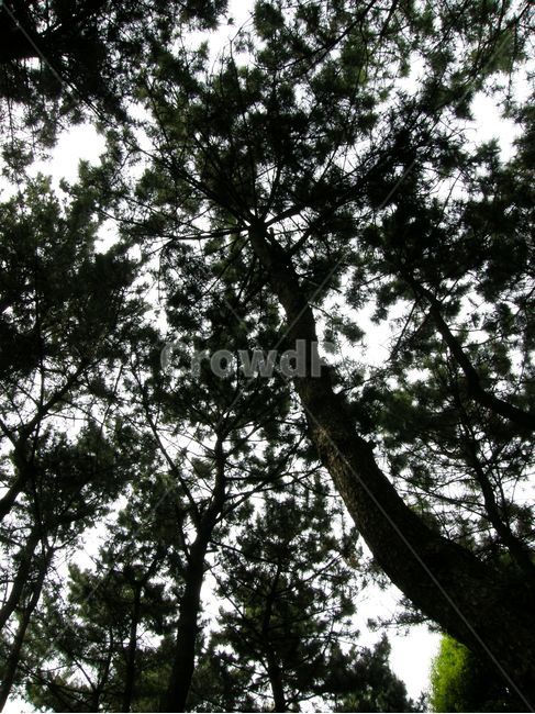 소나무,식물,자연풍경,풍경,자연,실루엣,pine,tree,nature,landscape,나무,나뭇가지,나무줄기,빽빽한,텍스쳐,질감,texture,배경,그림자,식물,자연,plants,nature,나무,trees,wood