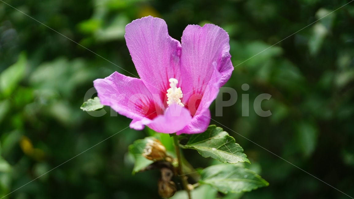 무궁화,꽃,식물,플라워,자연,flower,nature,여름,7월,summer,국화,한국,korea,풍경,landscape,꽃사진,plants,식물,자연,plants,nature,꽃,flower