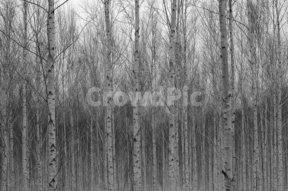 자작나무,자작나무숲,겨울나무,12월,season,forest,winterforest,winter,겨울풍경,nature,나무,wood,겨울숲,tree