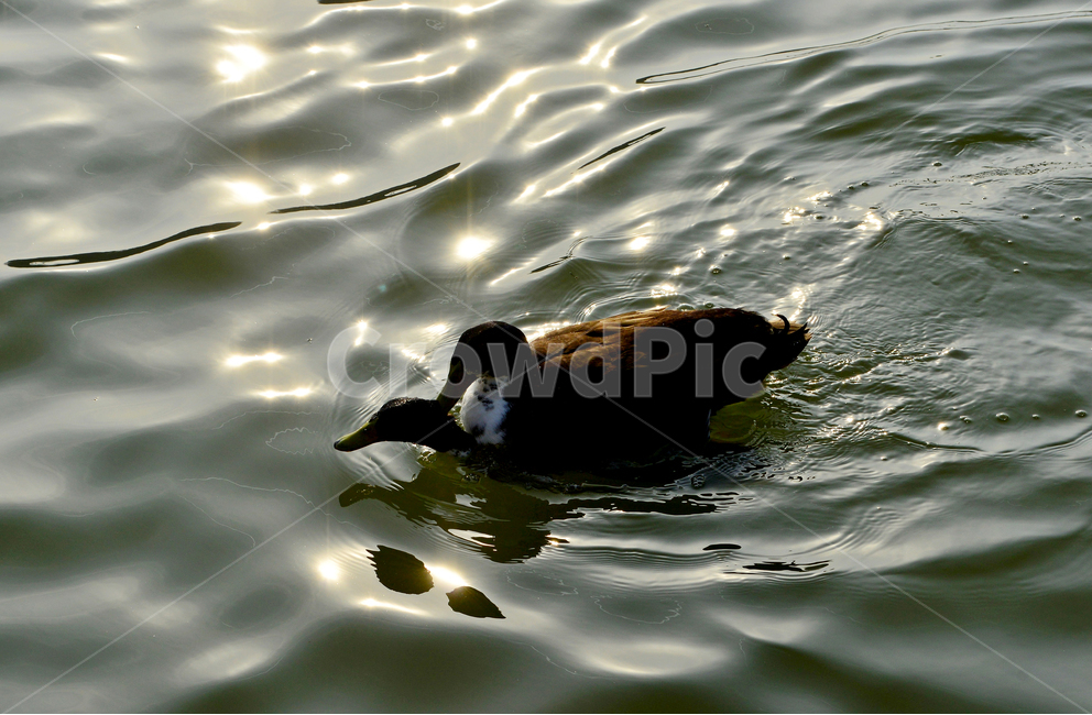 animal,동물,bird,새,duck,오리,mallard,청둥오리,waterfowl,물새,짝짓기,동물,animal,조류,새,birds