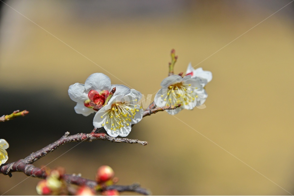 plant,식물,blossom,flower,꽃,매화,매실,매화꽃,봄,계절,봄꽃,식물,자연,plants,nature,꽃,flower