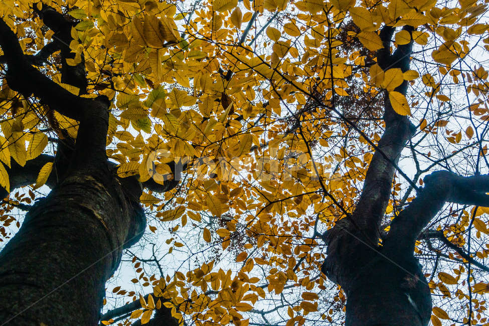 단풍,단풍나무,낙엽,foliage,가을단풍,autumnleaves,가을,계절,fall,autumn,season,식물,자연,plants,nature,나무,trees,wood,tree,plant,tree trunk,나무 줄기,leaf,잎