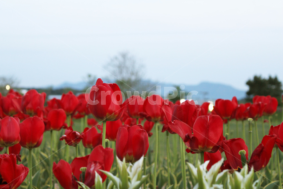 튤립,튤립공원,붉은튤립,꽃밭,붉은꽃,빨강색