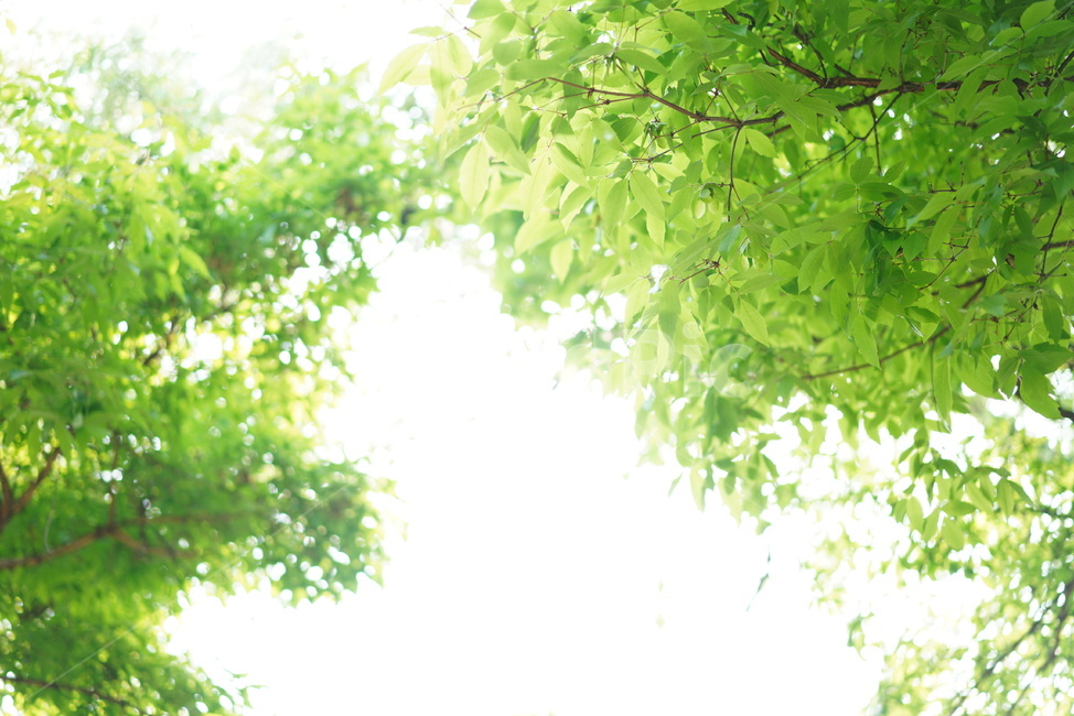 숲,녹색,나무,그린,잎,자연,식물,빛,green,생물,생명