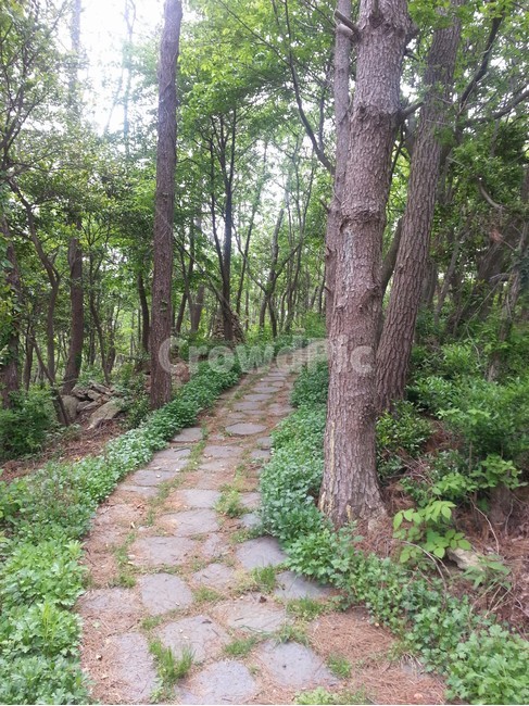 산속길,오솔길,나무,숲길,여름