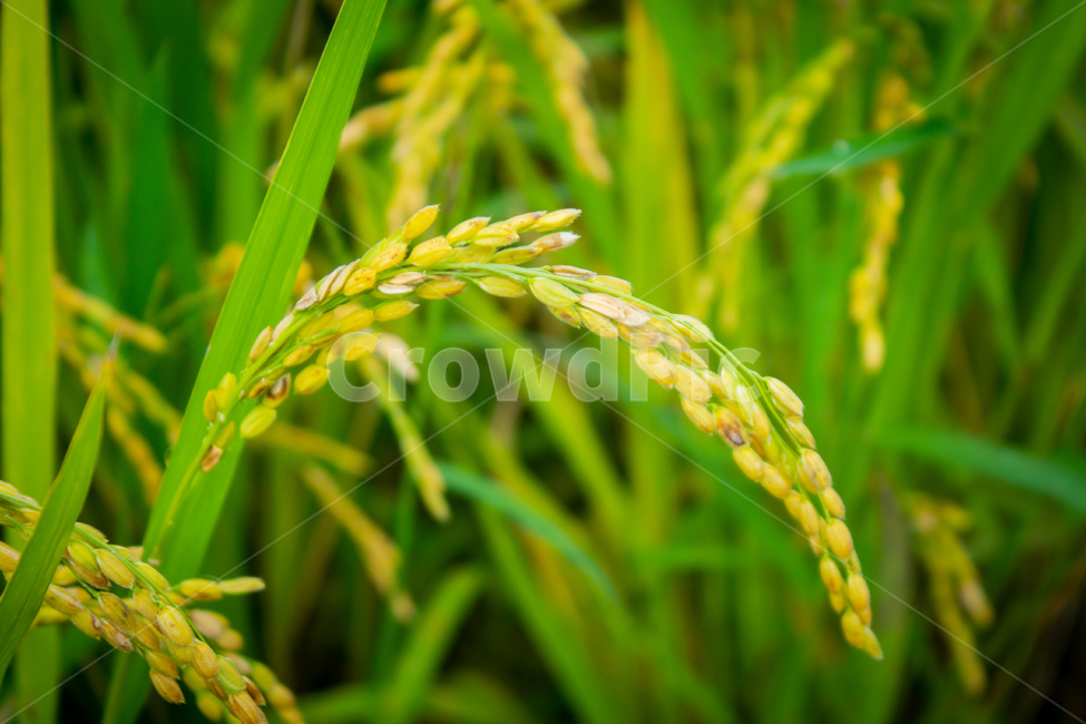 벼,쌀,이삭,자연,초록,푸름,여름,rice,summer,추수,농사