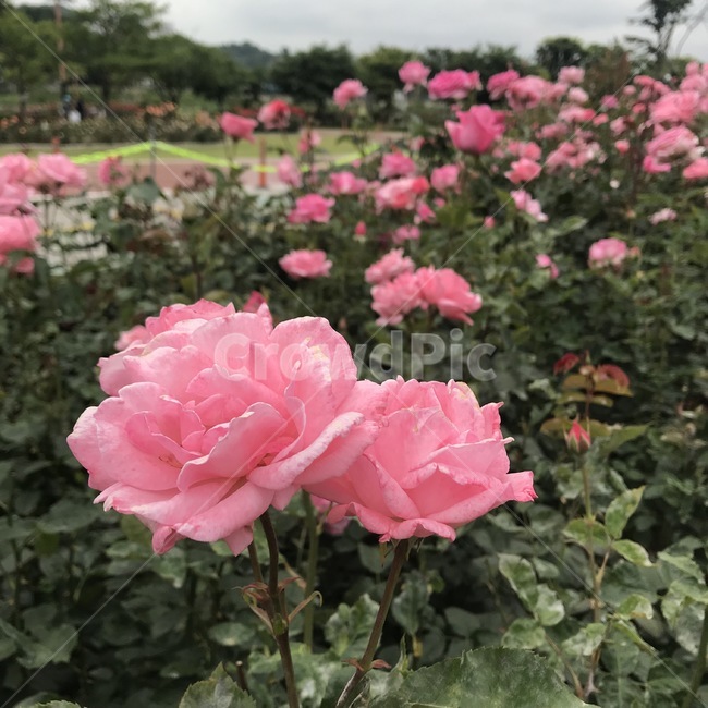 장미,장미꽃,rose,꽃밭,flowers,싱그러움,알록달록,만개,꽃봉오리