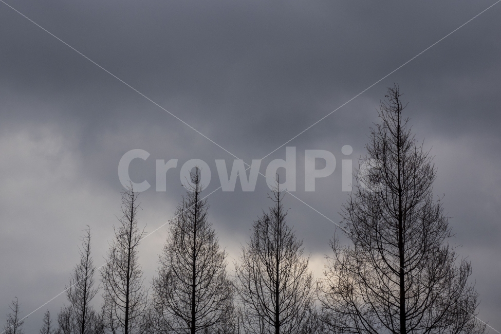 겨울,나무,겨울나무,winter,trees,쓸쓸함,자연,풍경,nature,landscape,겨울,계절,winter,season,tree,plant,식물,weather,날씨
